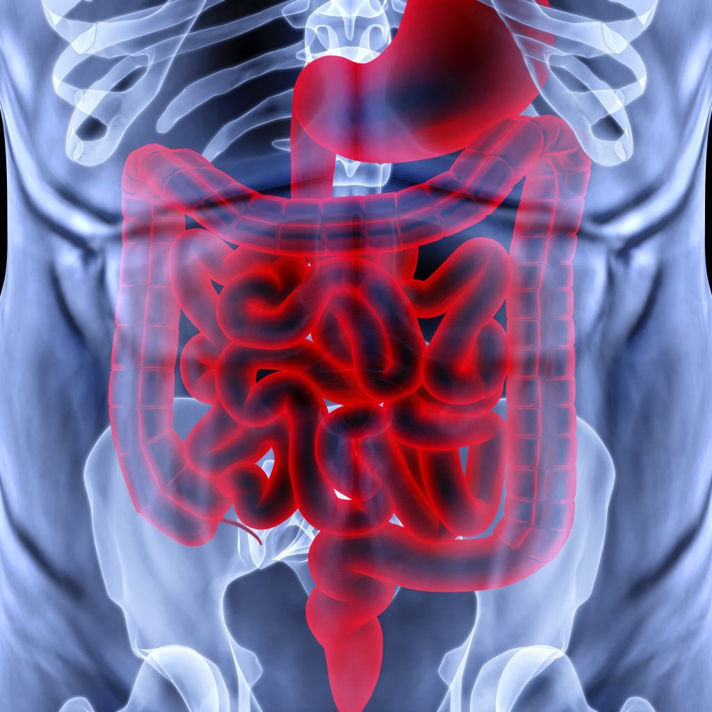 The curvaceous small intestine and better health