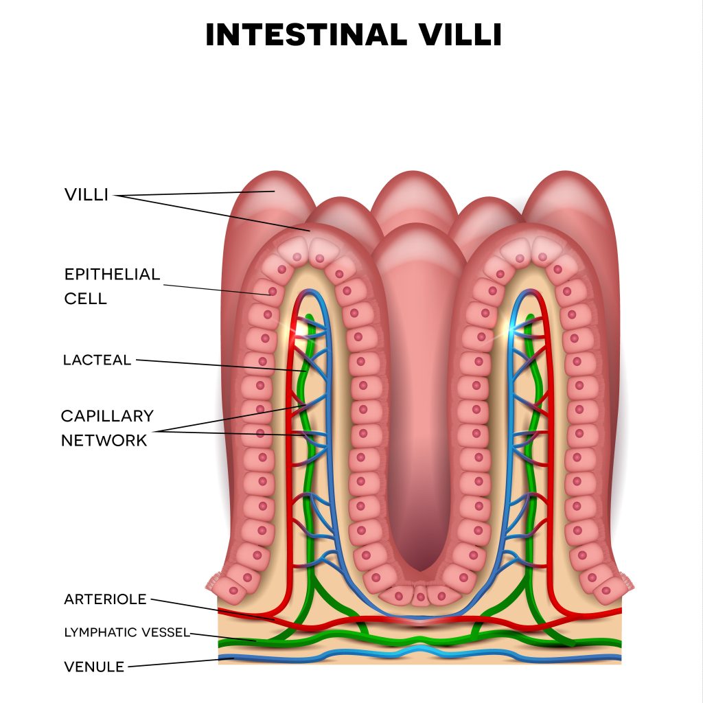 The curvaceous small intestine and better health
